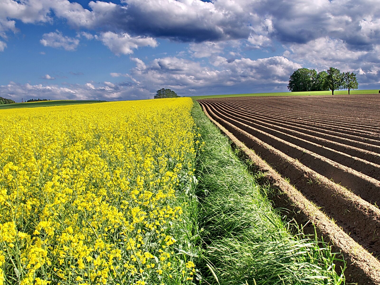 Olympus E-330 (EVOLT E-330) sample photo. Oilseed rape, landscape, agriculture photography