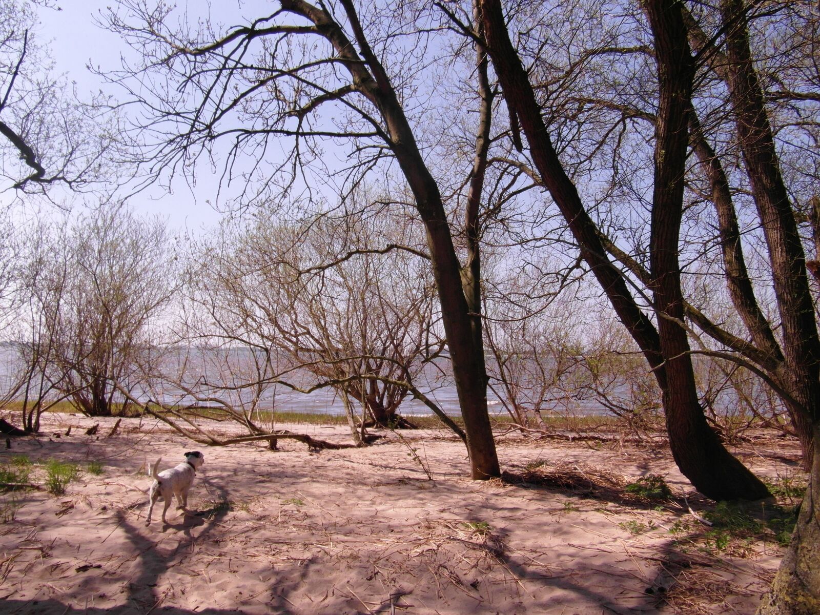 Samsung WB750 sample photo. Elbe, nature conservation, riparian photography