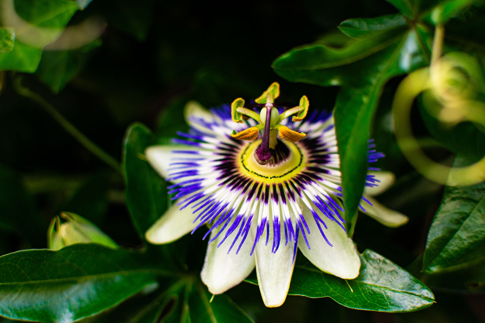 Nikon D3400 + Nikon AF-S DX Nikkor 35mm F1.8G sample photo