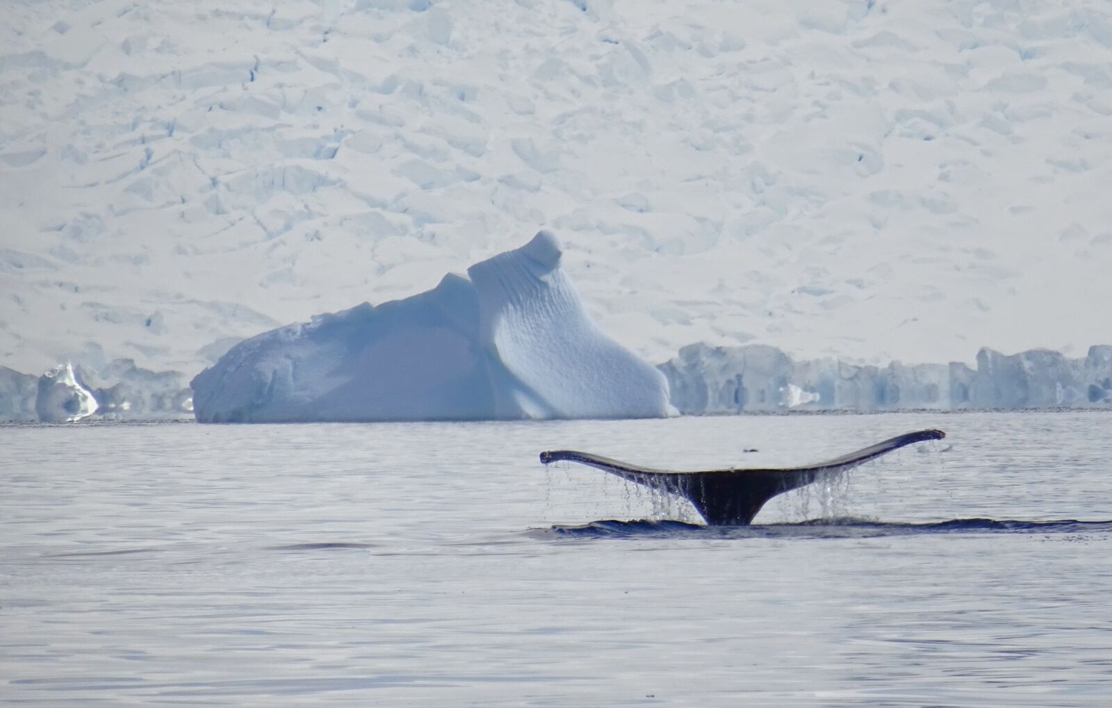 Sony DSC-HX60V sample photo. Whale, antarctica, sea photography