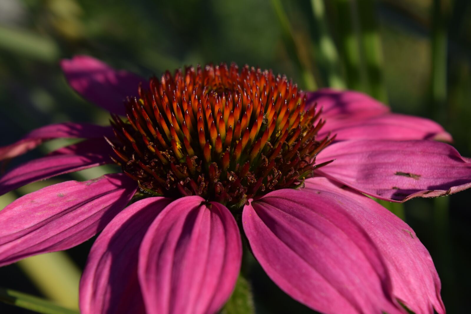 Nikon D3300 sample photo. Flower, blossom, bloom photography