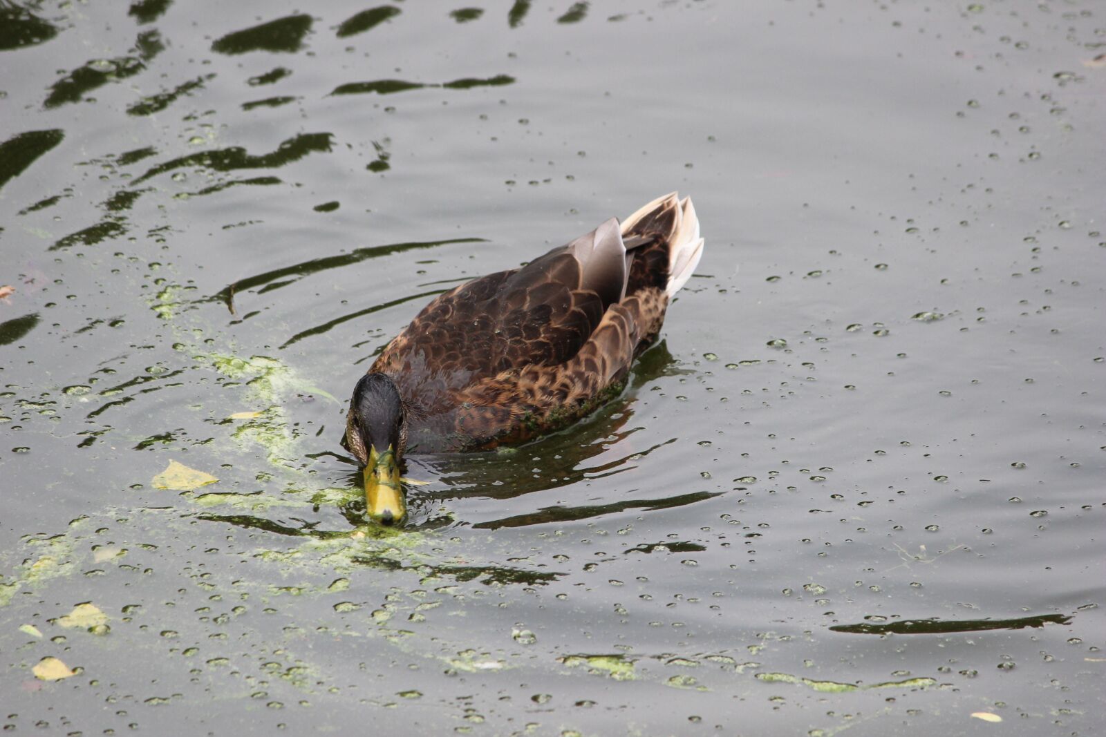 Canon EOS 600D (Rebel EOS T3i / EOS Kiss X5) sample photo. Waters, bird, animal world photography