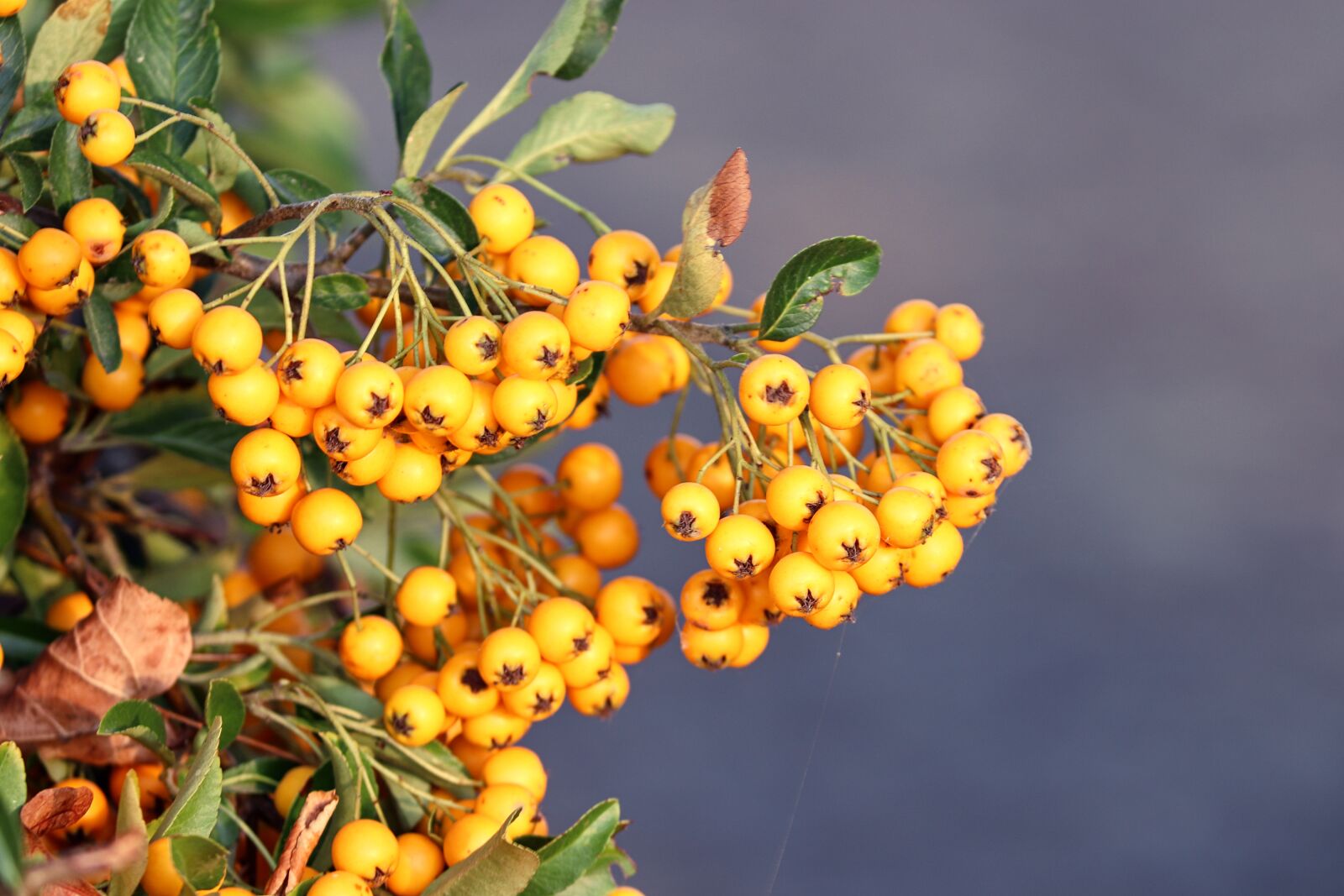 Canon EOS 200D (EOS Rebel SL2 / EOS Kiss X9) + Canon EF-S 55-250mm F4-5.6 IS II sample photo. Firethorn, berries, yellow photography