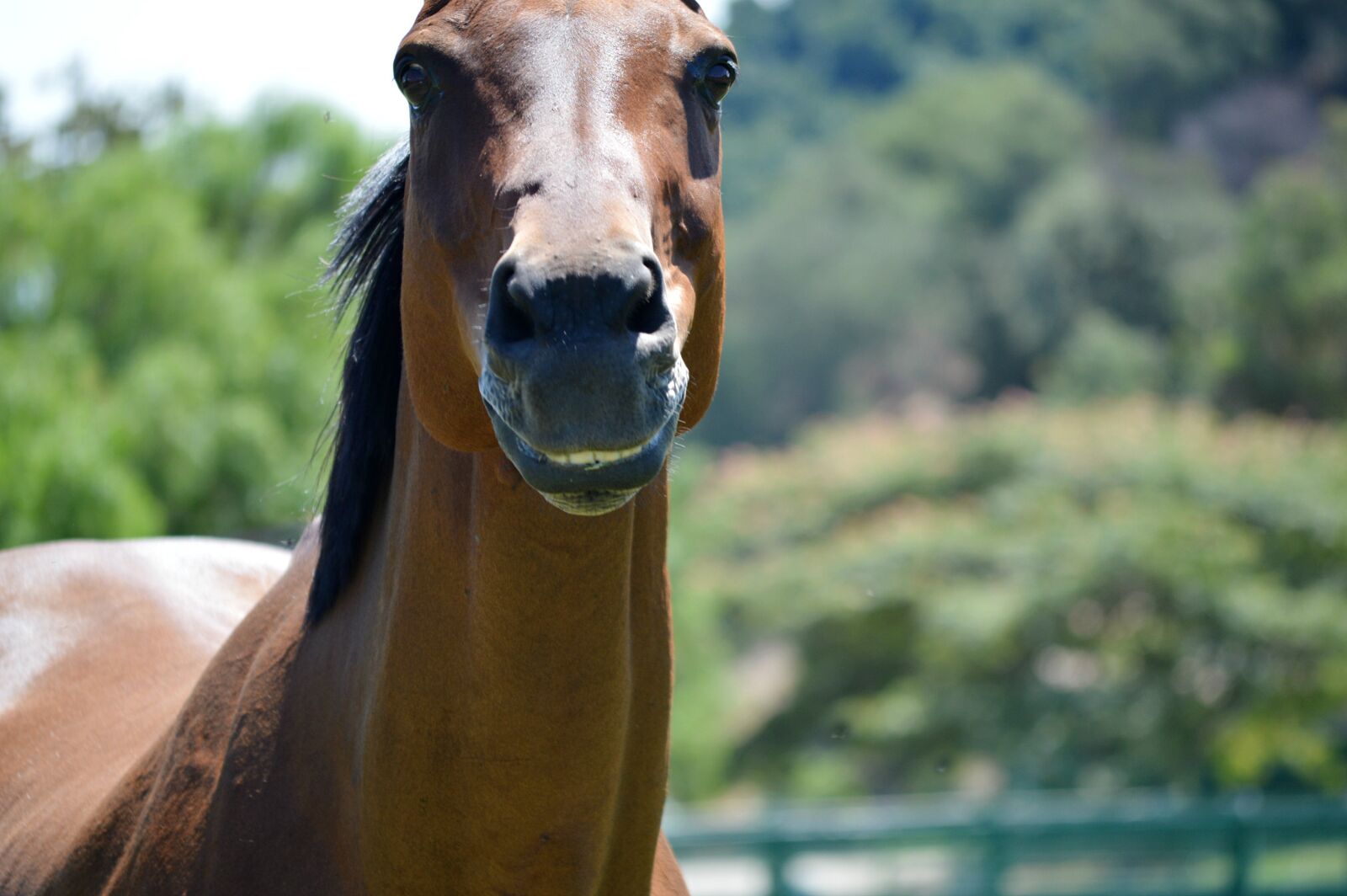 Nikon D3200 sample photo. Horse, horse head, animal photography
