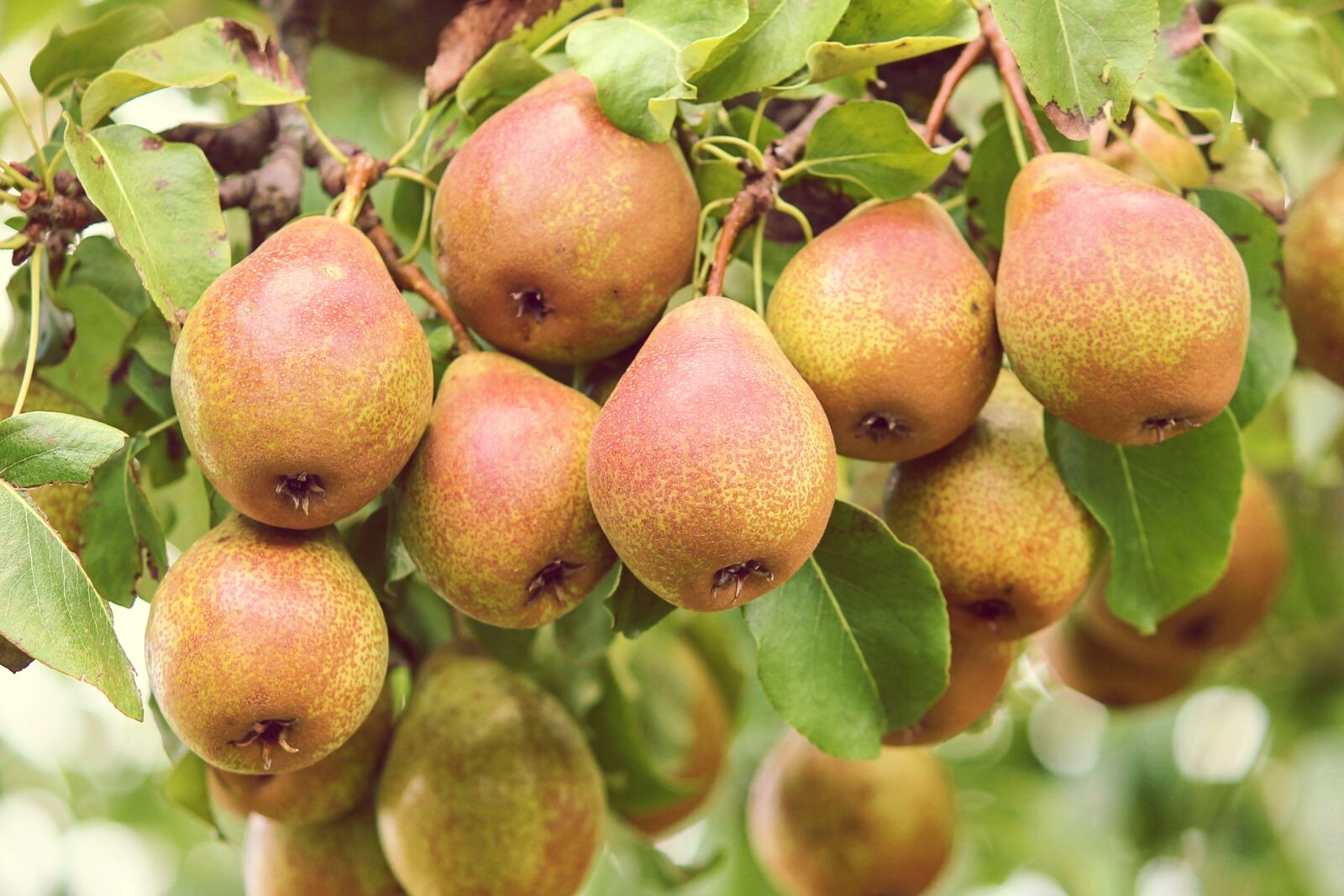 Canon EOS 1100D (EOS Rebel T3 / EOS Kiss X50) sample photo. Pears, fruit, pyrus photography