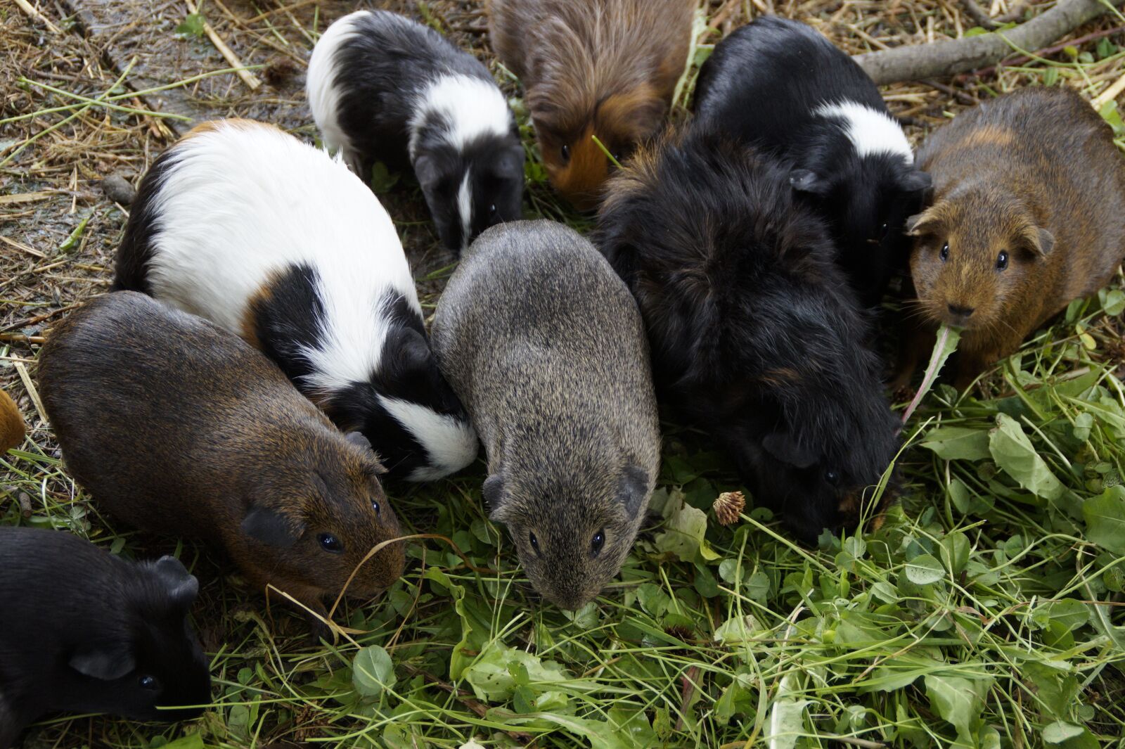 Sony SLT-A58 sample photo. Guinea pig, many, mass photography