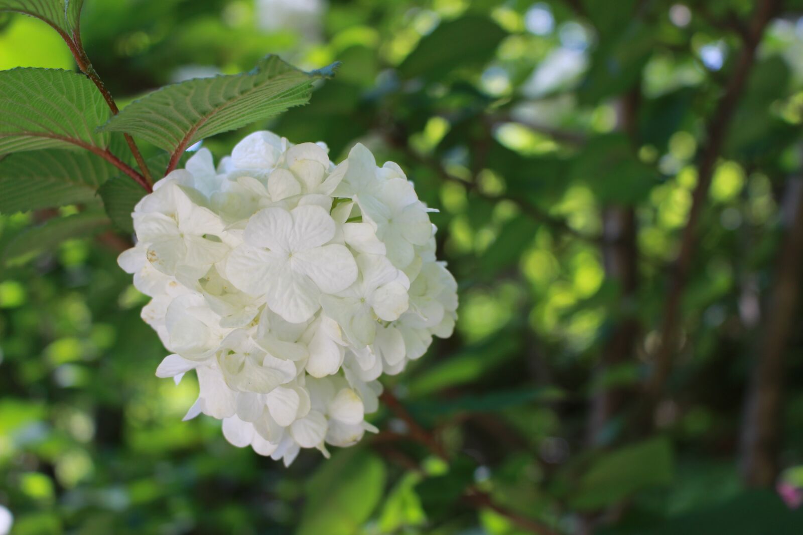 Canon EOS 100D (EOS Rebel SL1 / EOS Kiss X7) + Canon EF-S 18-55mm F3.5-5.6 IS STM sample photo. Hydrangea, japan, flowers photography