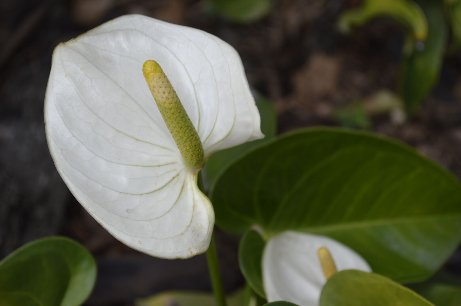 Nikon D3200 sample photo. Flower, nature, plants photography
