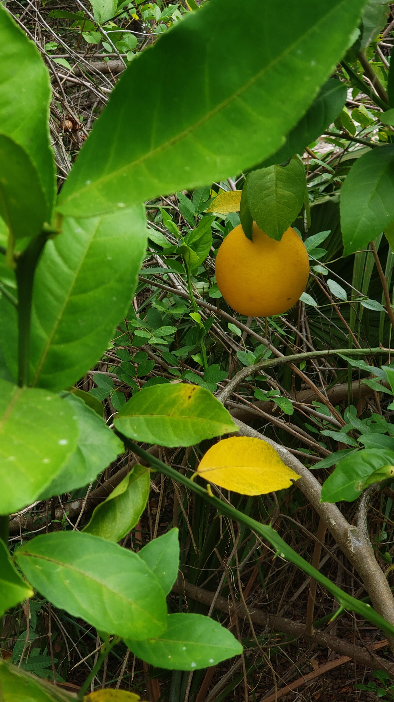 Samsung Galaxy Note9 sample photo. Lemon, wild growing, yellow photography