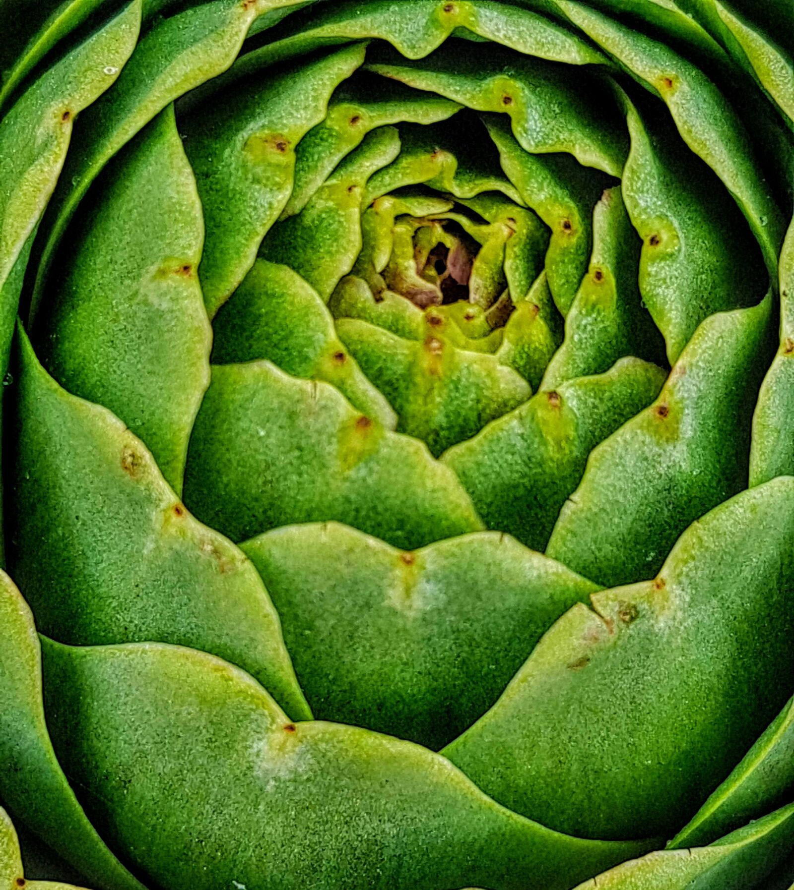 Samsung Galaxy S7 Edge sample photo. Succulent, green, artichoke photography