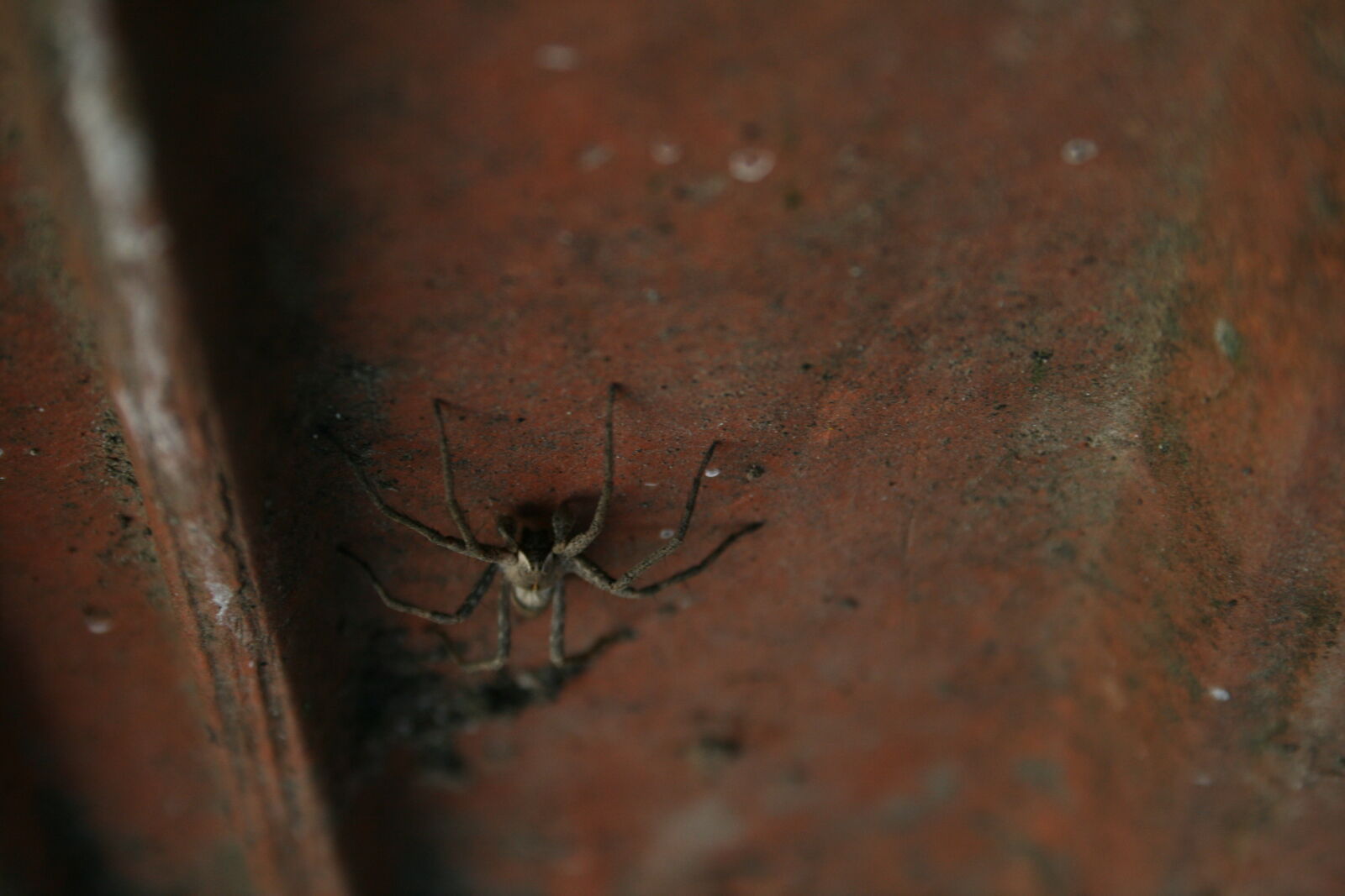 Canon EF-S 18-55mm F3.5-5.6 II sample photo. Photography photography