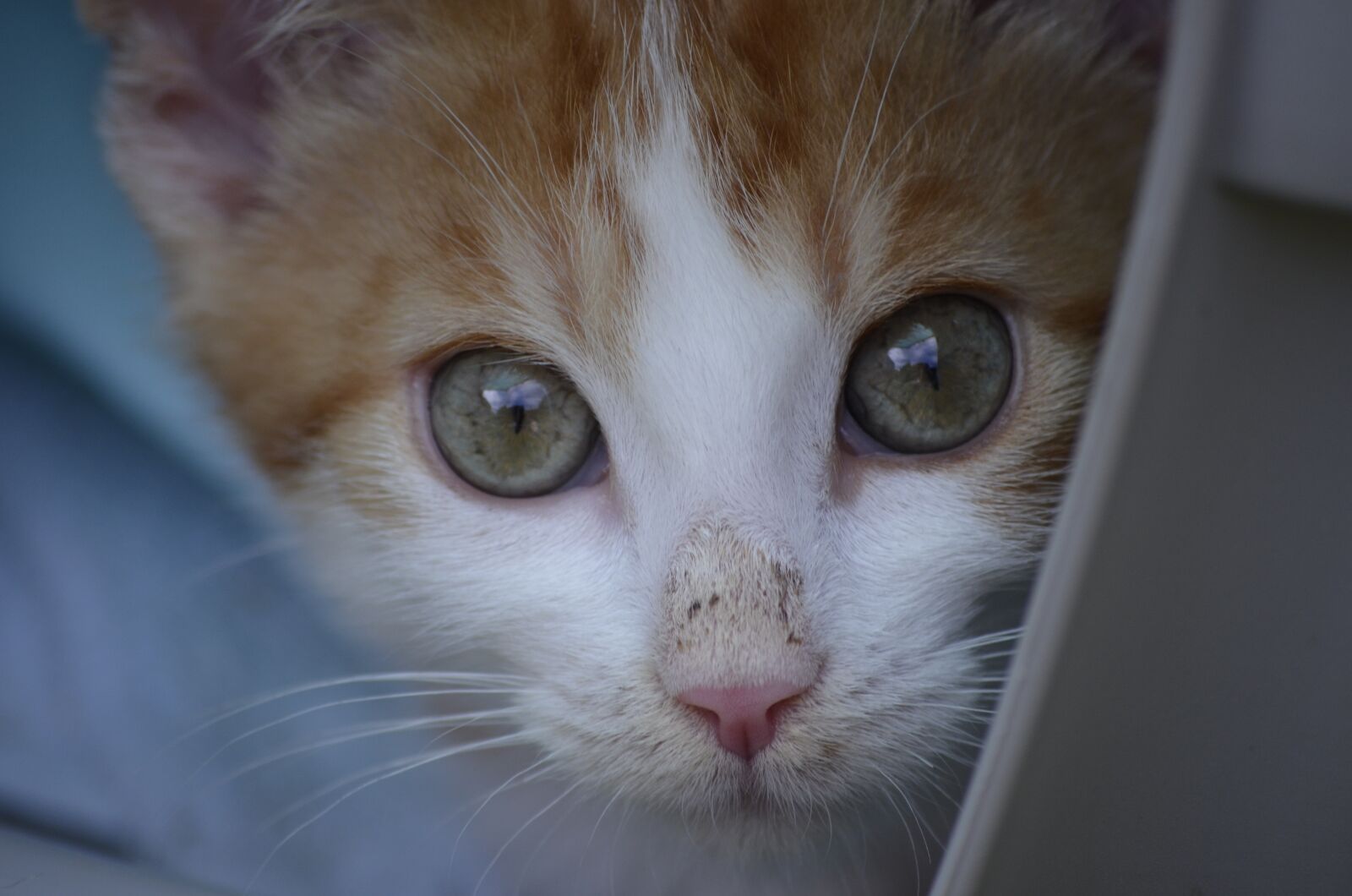 Nikon D5100 sample photo. Cat, animal welfare, animals photography