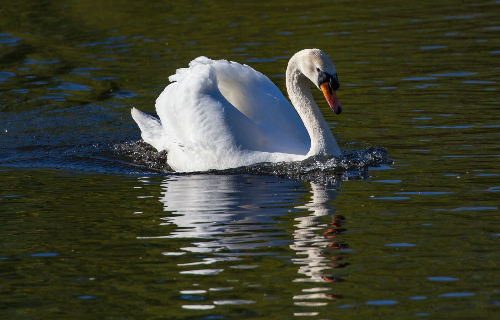 Canon EOS 5D Mark II + Canon EF 100-400mm F4.5-5.6L IS II USM sample photo. Swan, lake, river photography