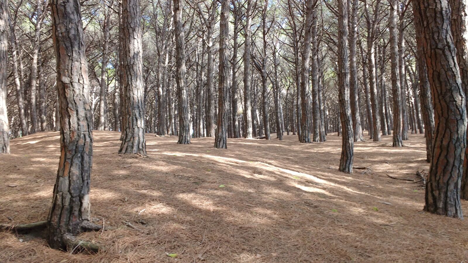 Motorola MotoG3 sample photo. Trees, forest, cecina photography
