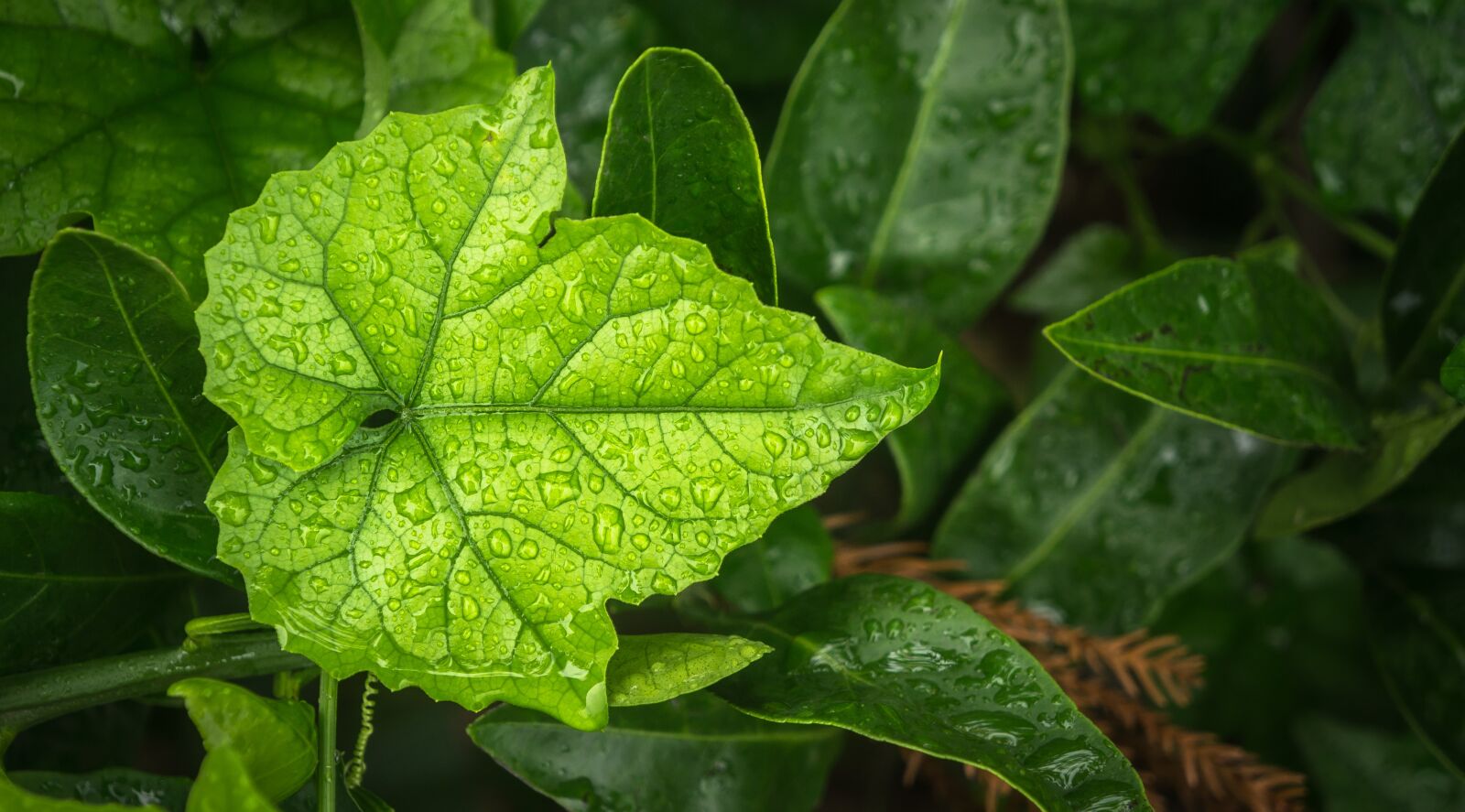 Sony Alpha NEX-5N sample photo. Leaf, plants, nature photography