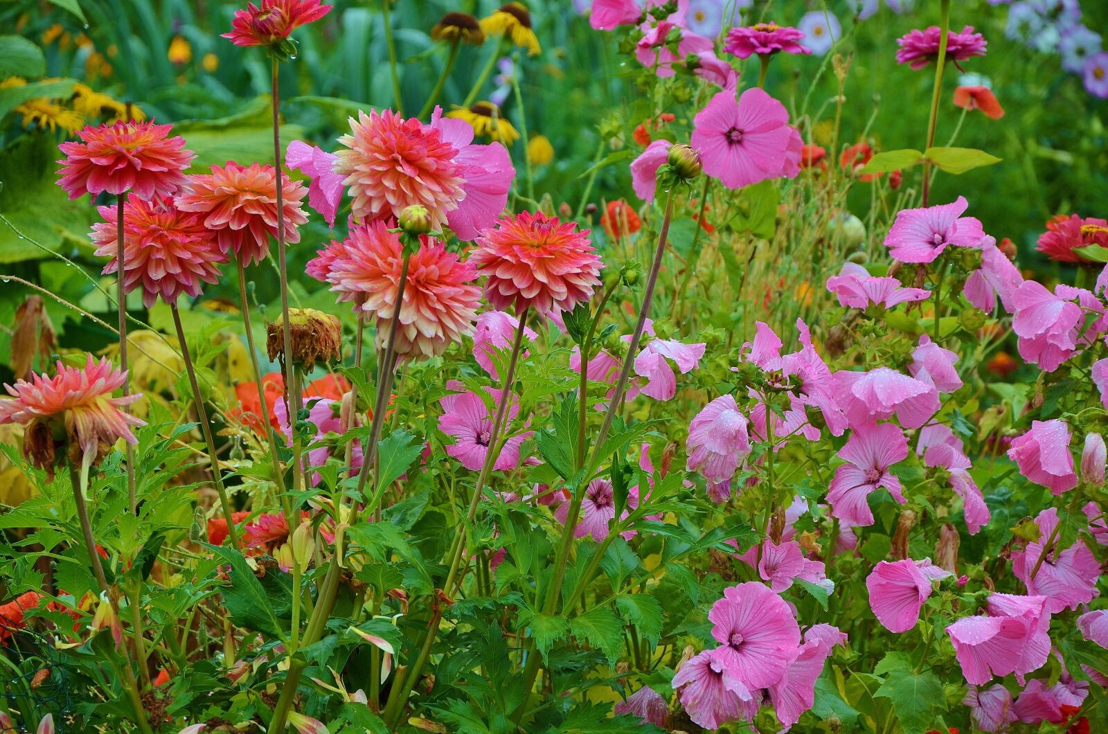 Nikon D7000 sample photo. Flower, floral, nature photography