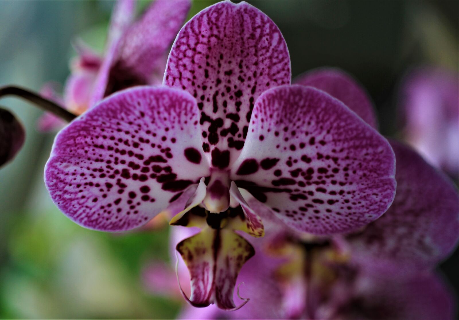 Canon EOS 7D sample photo. Orchids, flower, plant photography