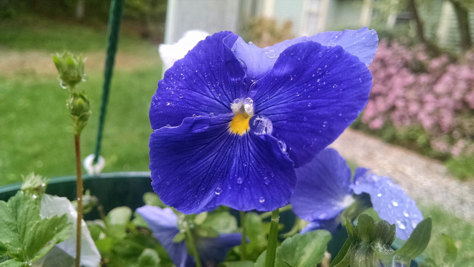 Motorola Moto X (1st Gen) sample photo. Drop, flower, petal, rain photography