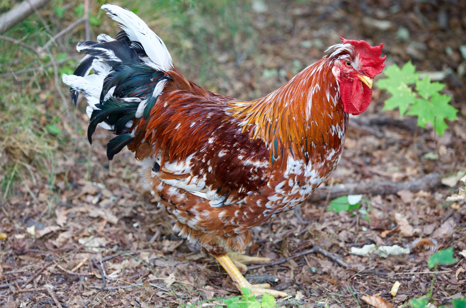 Canon EOS 5D Mark III sample photo. Cock, poultry, animal photography
