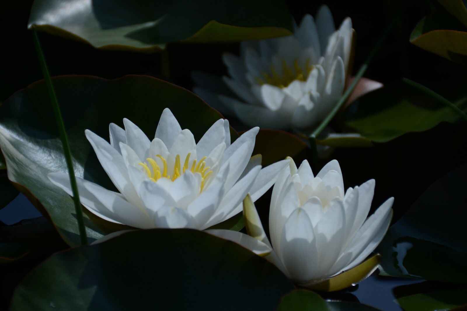 Nikon D7100 sample photo. Water lily snow-white, white photography