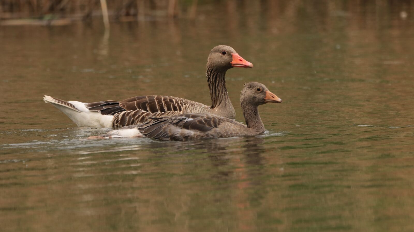 150-600mm F5-6.3 DG OS HSM | Contemporary 015 sample photo. Lake, water bird, nature photography