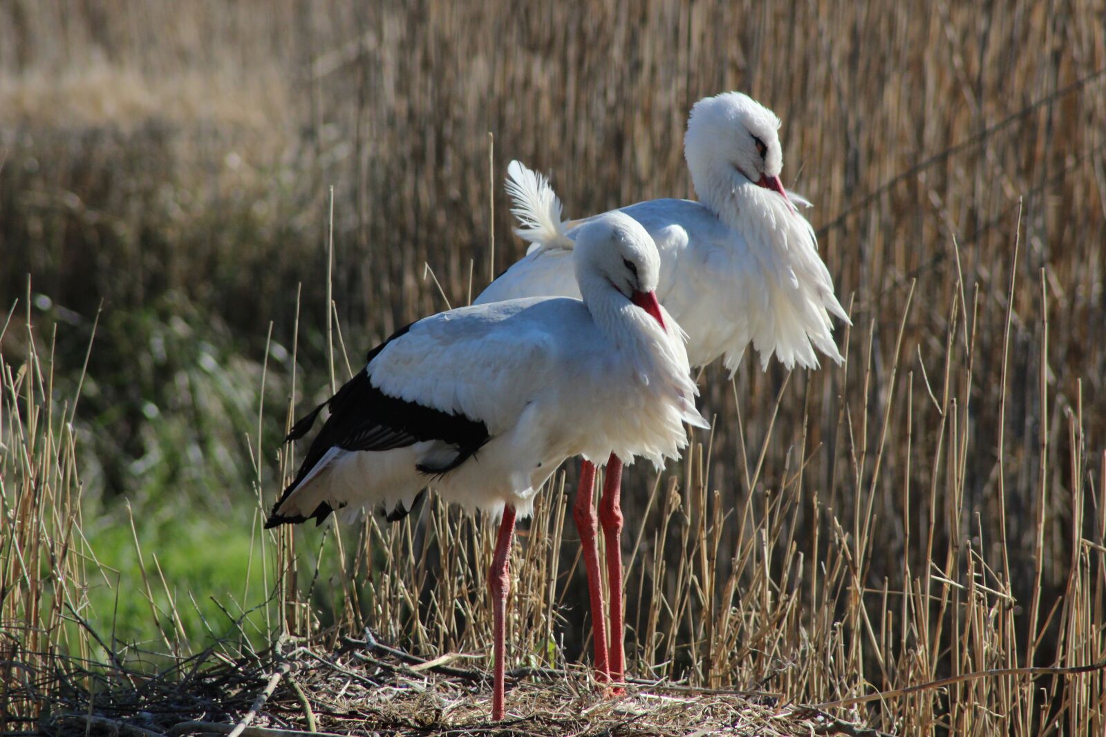Canon EOS 600D (Rebel EOS T3i / EOS Kiss X5) sample photo. Storks, plumage, nature photography