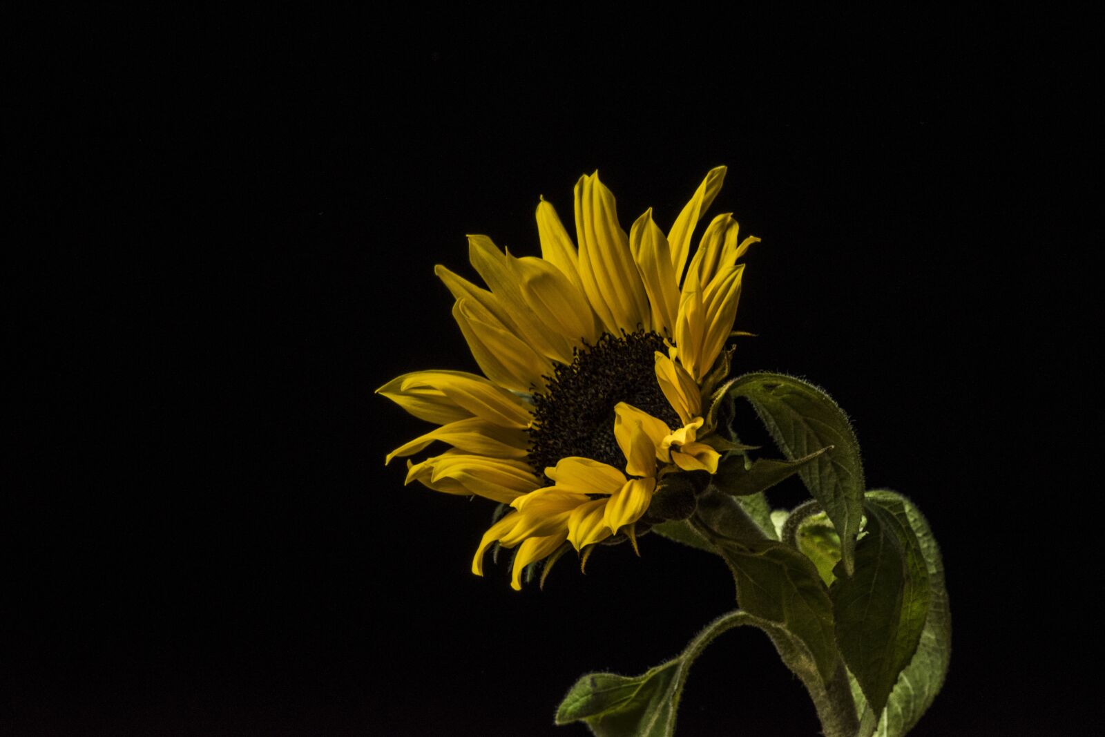 Nikon D5600 sample photo. Nature, flower, plant photography