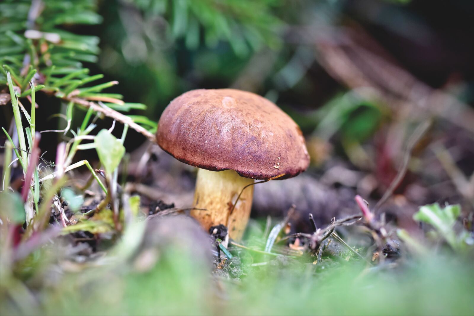 Nikon D7200 sample photo. Cep, mushroom, herrenpilz photography
