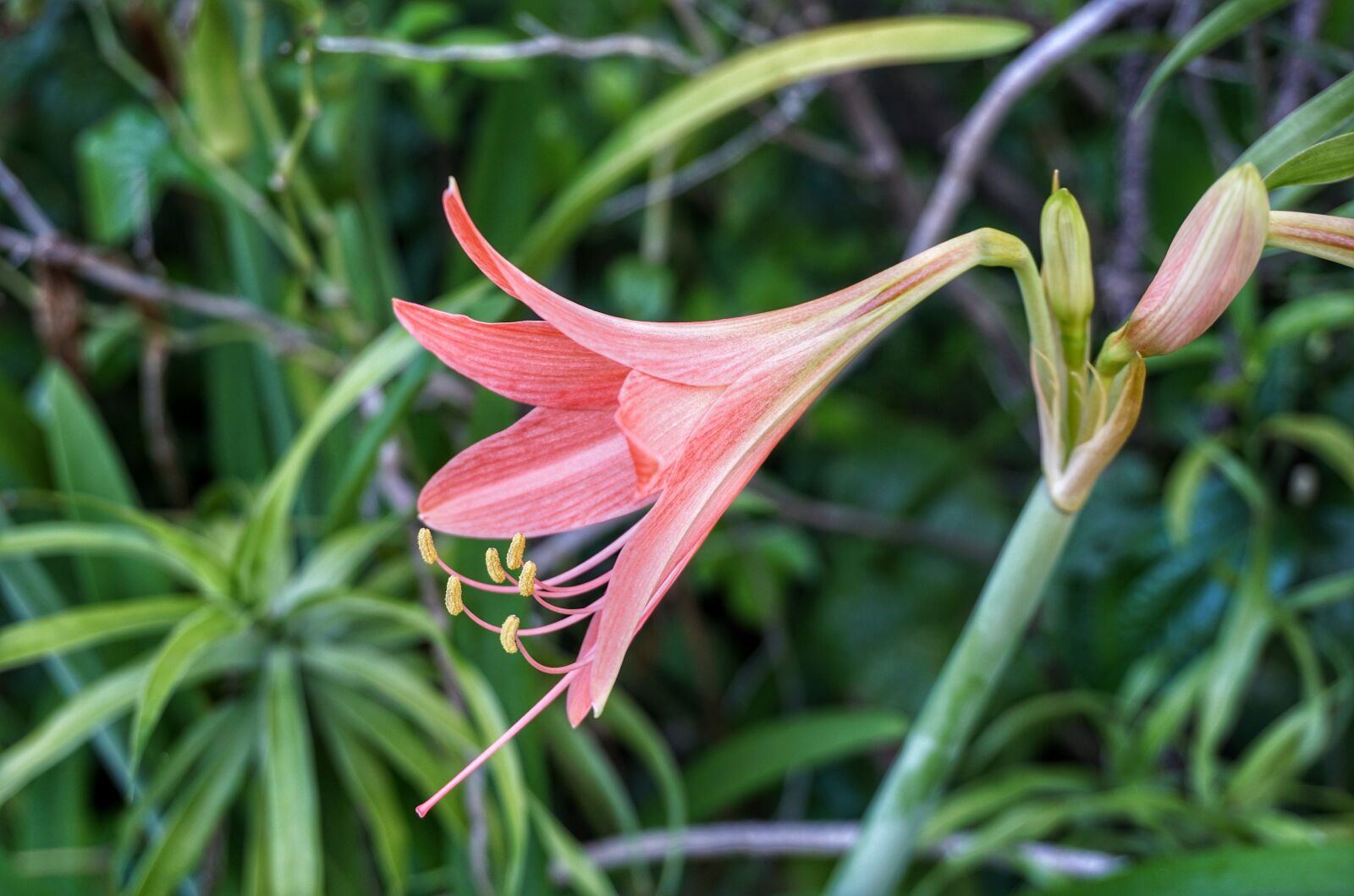 Sony a6300 sample photo. Striped barbados lily, lily photography