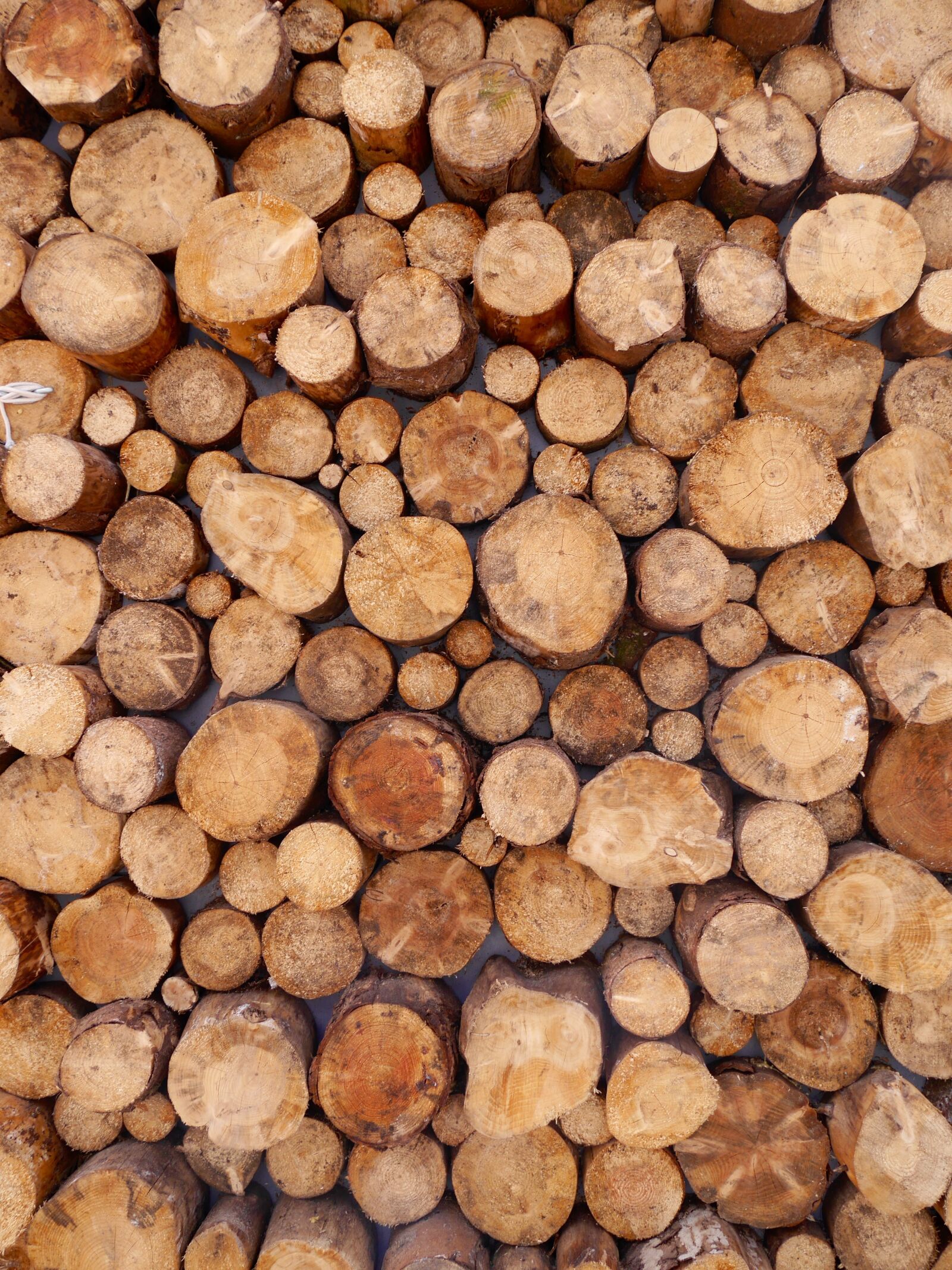 Panasonic Lumix DMC-G6 sample photo. Wood, logs, stack photography