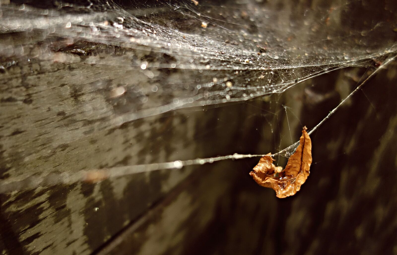 Sony Cyber-shot DSC-RX100 sample photo. Web, spider web, gossamer photography