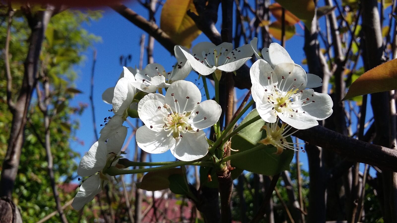 Samsung Galaxy Grand Prime sample photo. Flower, white, twigs photography