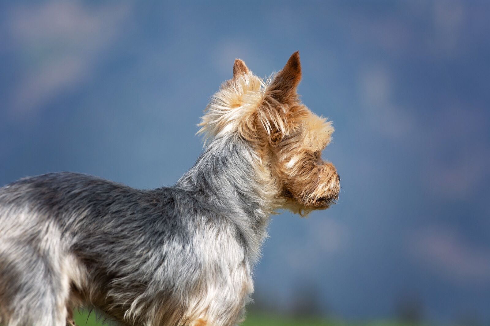 Nikon D7100 sample photo. Dog, small, yorkshire terrier photography