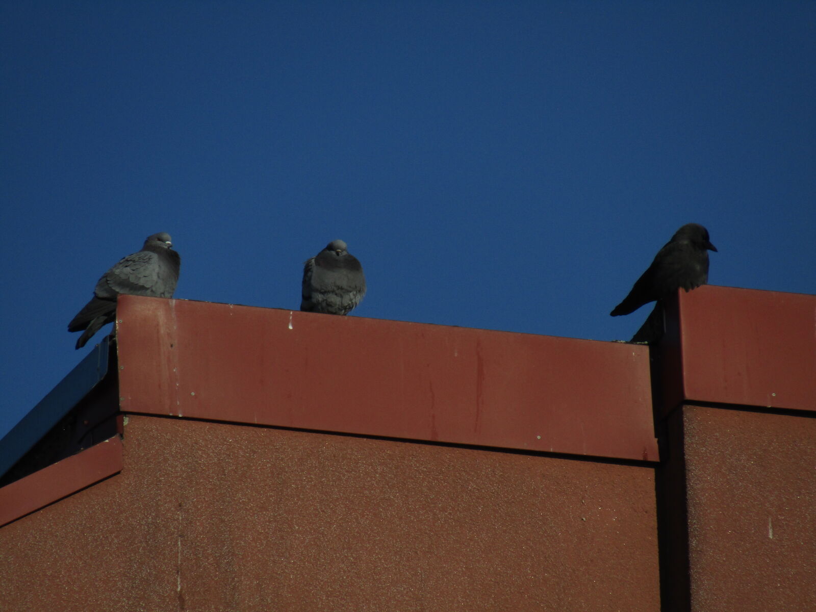 Canon PowerShot SX420 IS sample photo