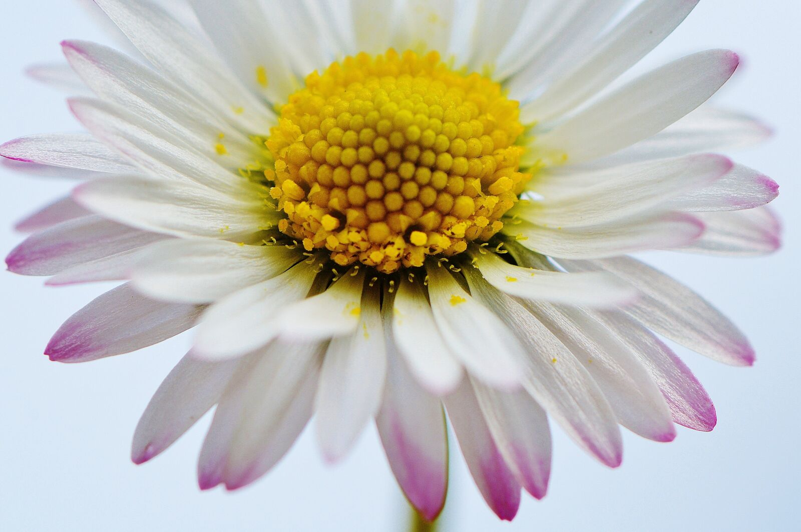 Nikon D3200 sample photo. Wildflowers, daisy, flowers photography