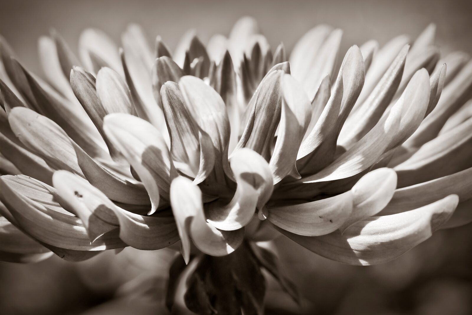 Olympus OM-D E-M10 sample photo. Dahlia, flower, blossom photography