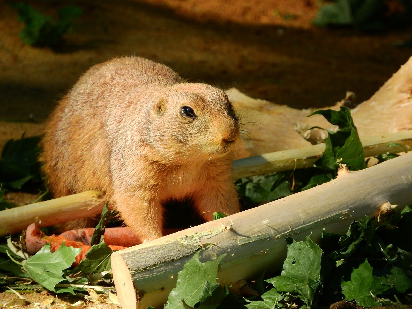Nikon Coolpix P610 sample photo. Black-tailed prairie dog, cynomys photography