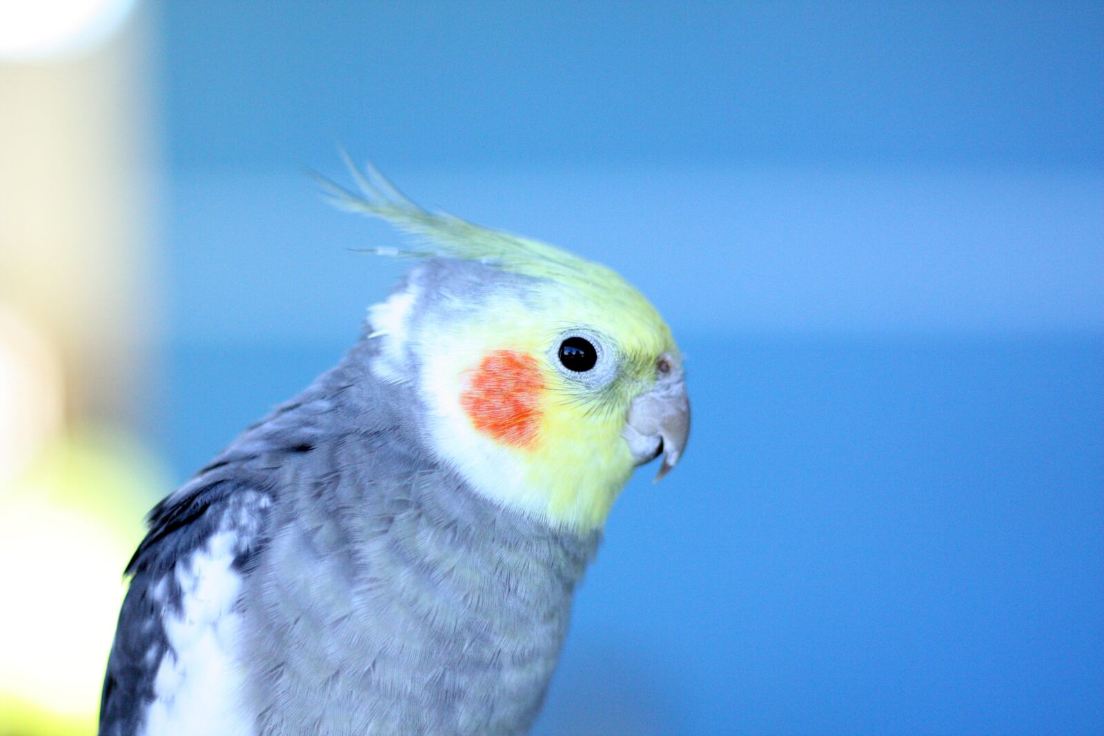 Canon EOS 450D (EOS Rebel XSi / EOS Kiss X2) sample photo. Paige, birdie, bird photography