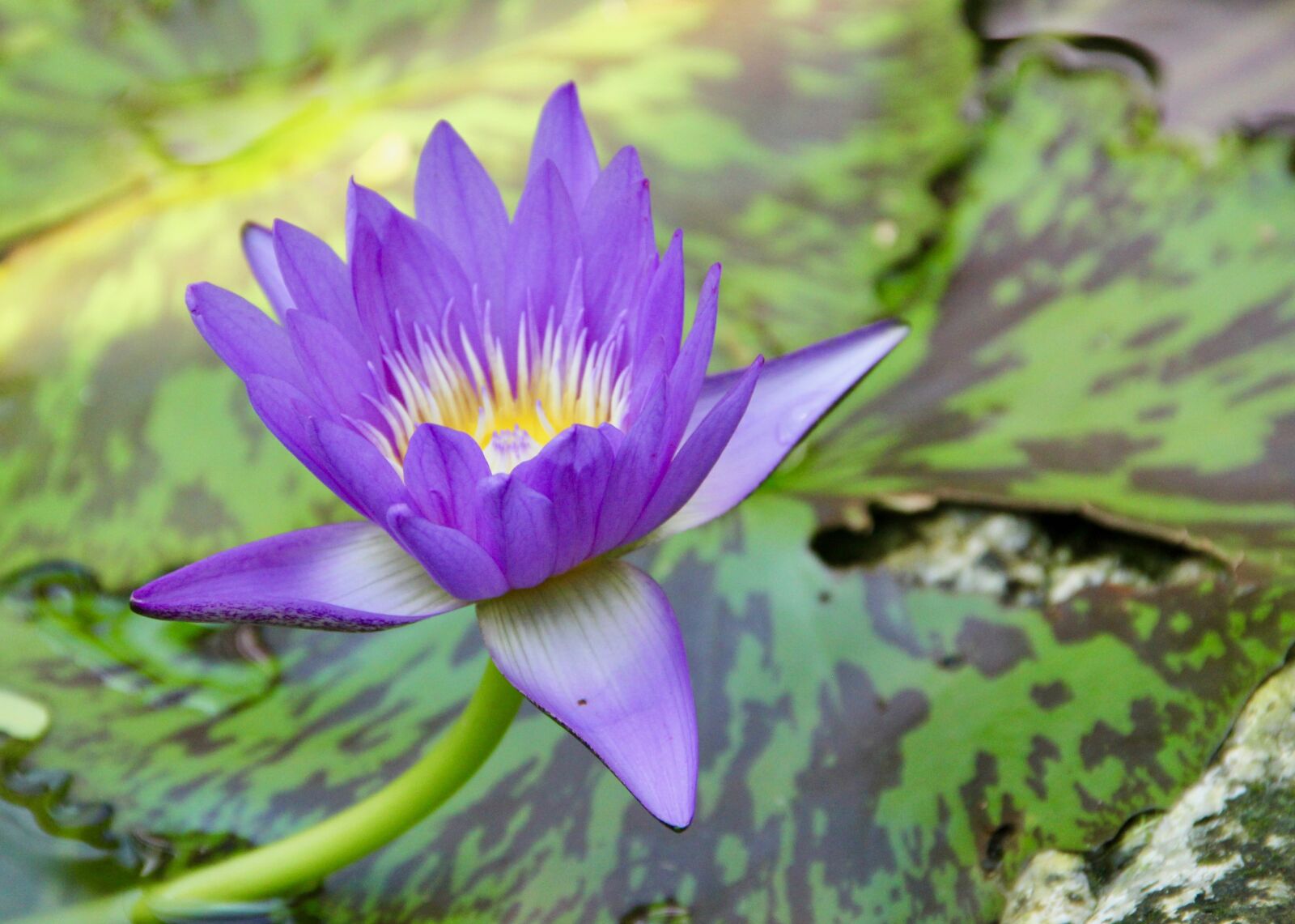 Canon EOS 60D sample photo. Purple, passion flower, flora photography