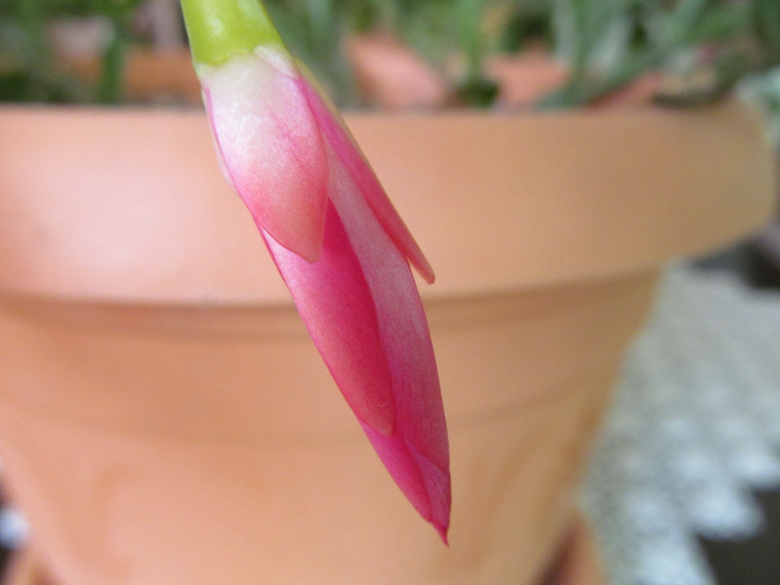 Canon PowerShot SX150 IS sample photo. Flower, macro, nature photography