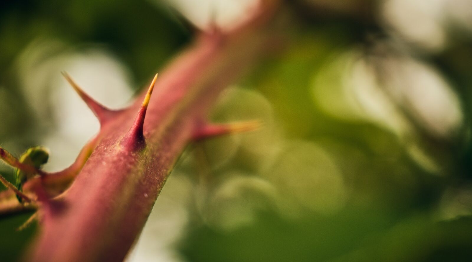 Fujifilm XF 18-55mm F2.8-4 R LM OIS sample photo. Blackberry, thorns, spur photography