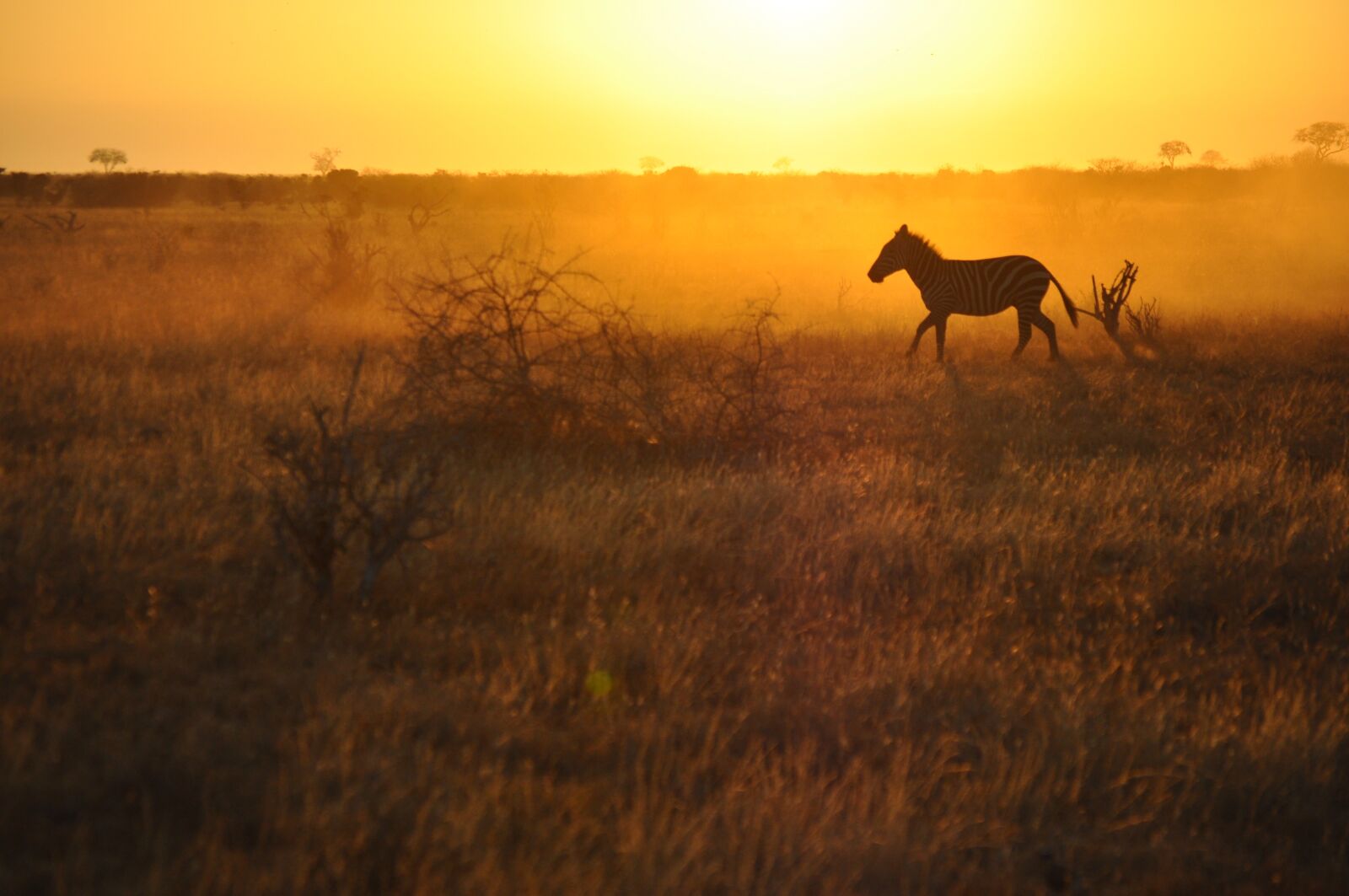 Nikon D5000 sample photo. Sunrise, mammal, dawn photography
