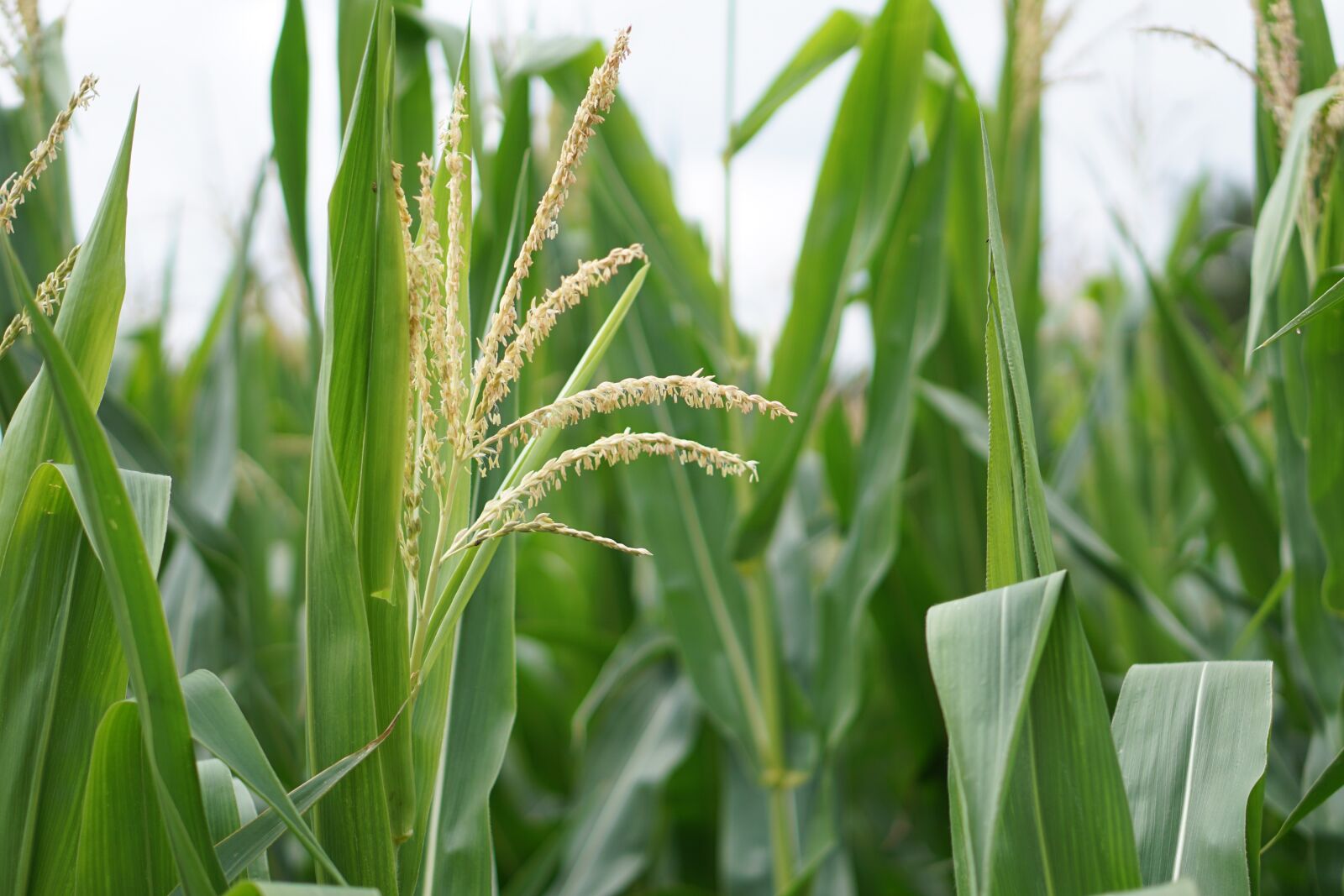 E 50mm F1.8 OSS sample photo. Cornfield, corn, corn cultivation photography