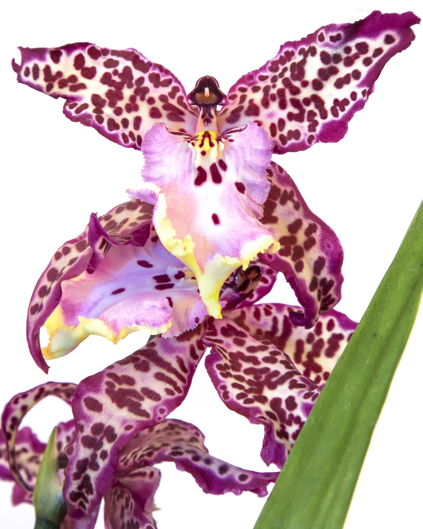 Canon EOS 50D + Canon EF 24-105mm F4L IS USM sample photo. Cambria, orchid, purple photography
