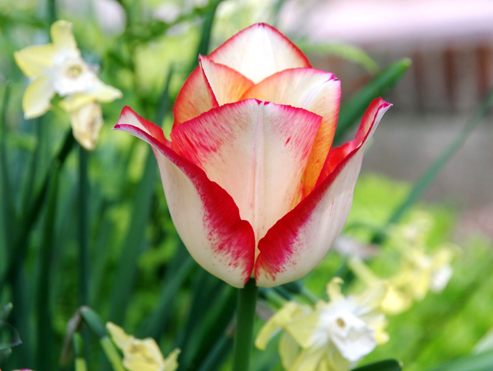 Pentax K-5 sample photo. Tulip, flower, tulipa photography