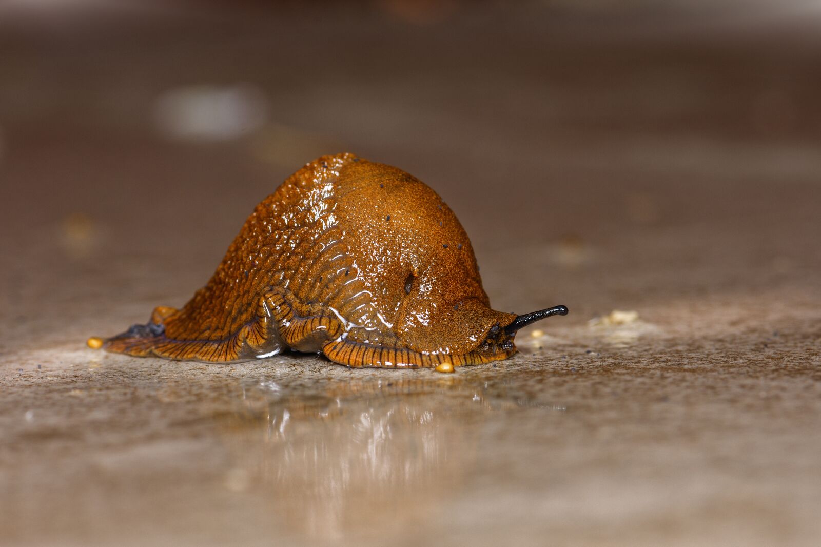 Nikon D7200 sample photo. Slug, ticks, mollusk photography