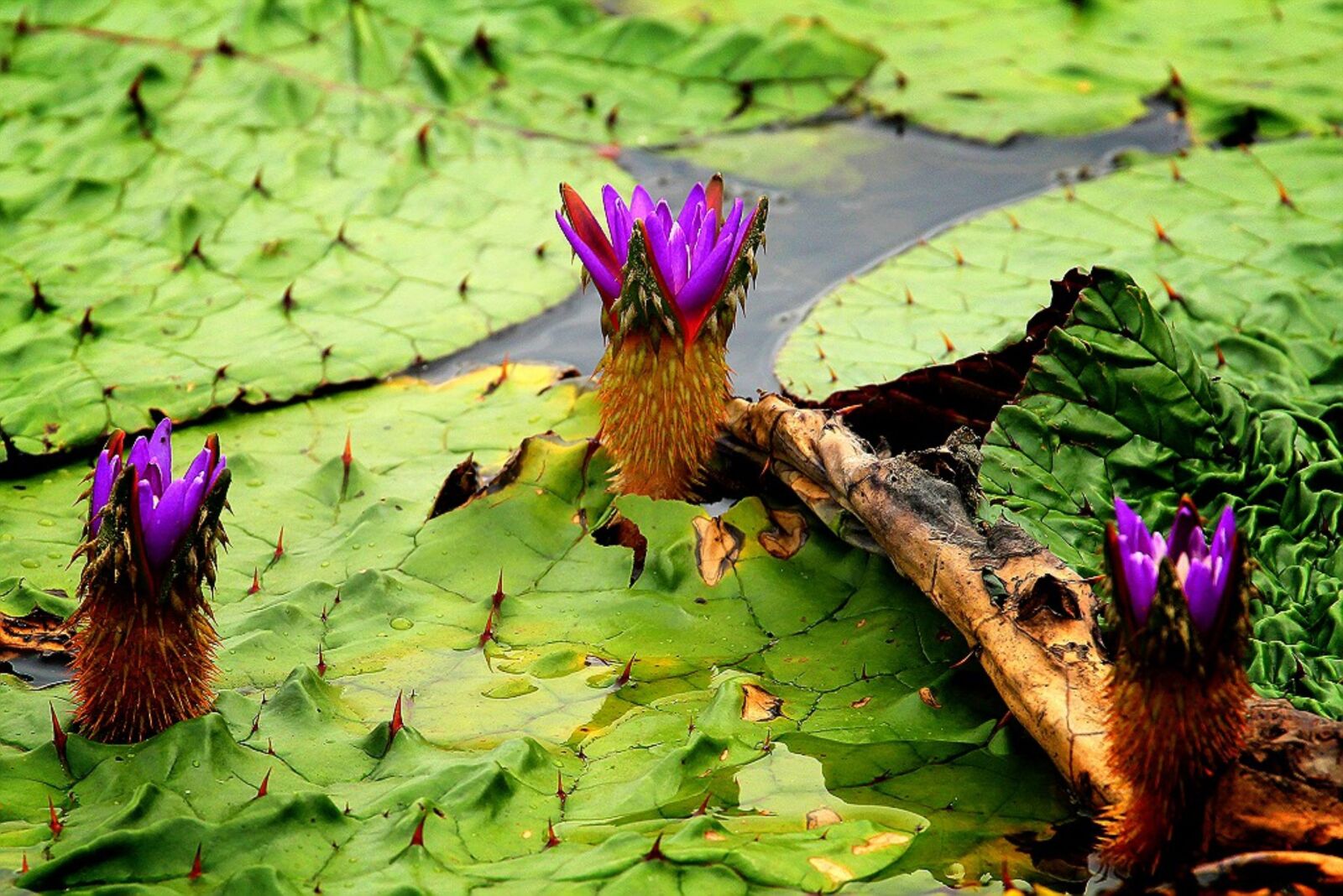 Canon EOS 60D sample photo. The demonstration, kite, lotus photography