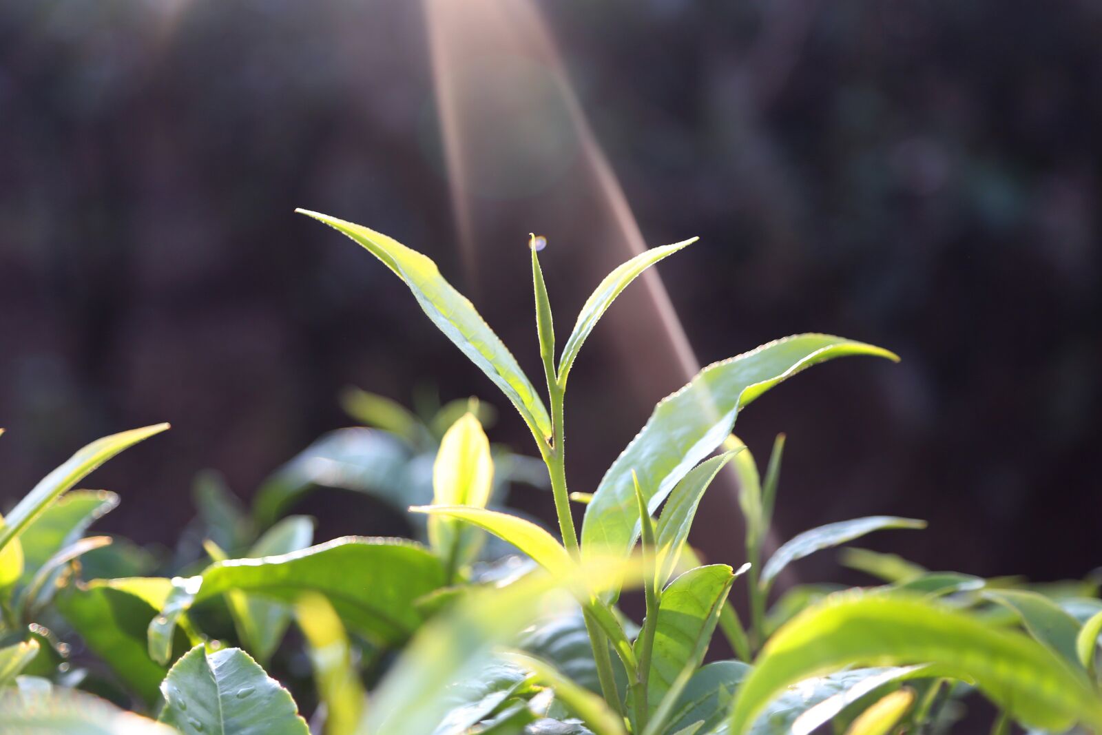 Canon EOS 6D sample photo. Tea leaves, mountain, the photography