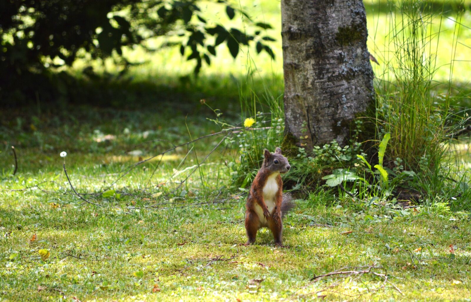 Nikon D3200 sample photo. Squirrel, nager, rodent photography