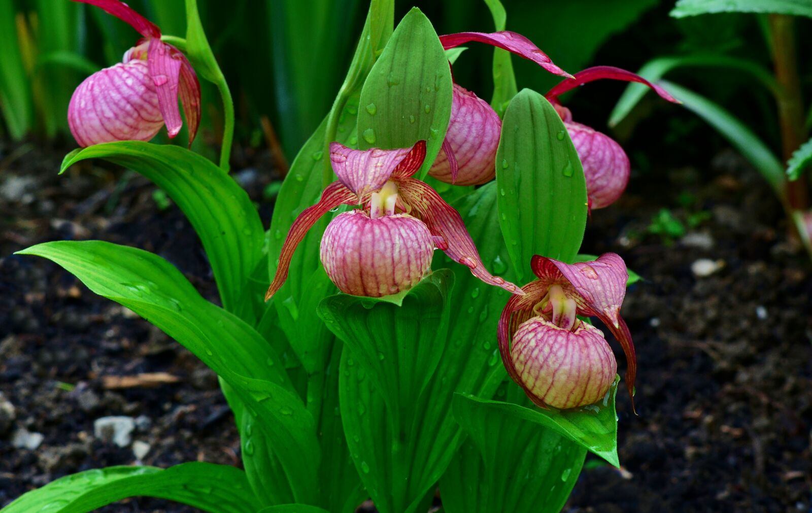 Nikon D5200 sample photo. Orchid, garden, cypripedium photography